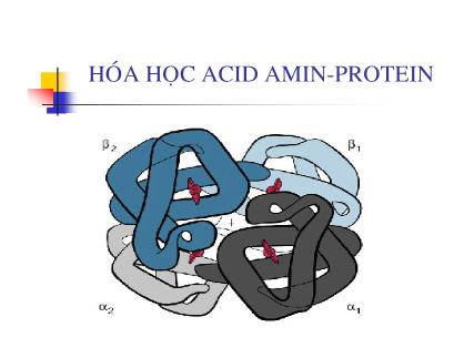 Bài giảng Hoá học Acid Amin - Protein