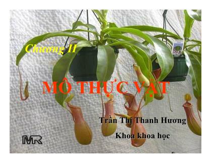 Bài giảng Thực vật và phân loại thực vật - Chương 2: Mô thực vật - Trần Thị Thanh Hương