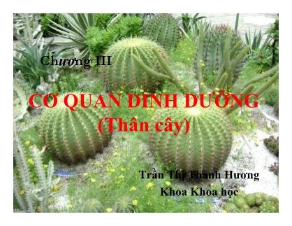 Bài giảng Thực vật và phân loại thực vật - Chương 3: Cơ quan dinh dưỡng (Thân cây) - Trần Thị Thanh Hương