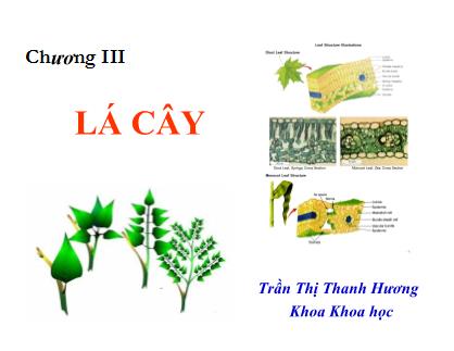 Bài giảng Thực vật và phân loại thực vật - Chương 3: Lá cây - Trần Thị Thanh Hương